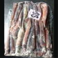 Whole Squid BQF Illex Argentinus Squid Frozen Whole Round Squid Supplier